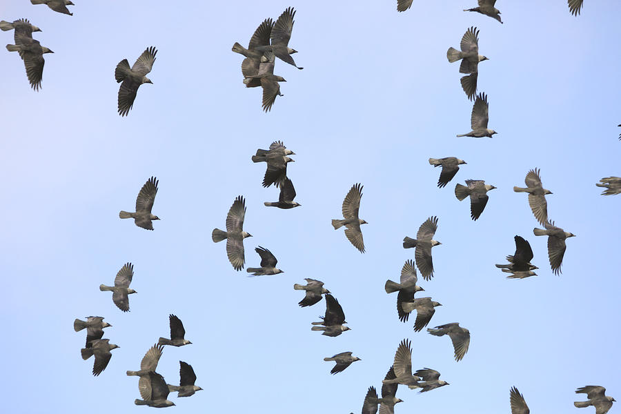 Flock of jackdaws circling in the sky Photograph by Ulrich Kunst And Bettina Scheidulin