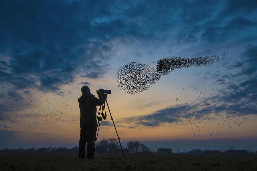 Flock of migrating starlings get attacked by hawk. Photograph by David Trood