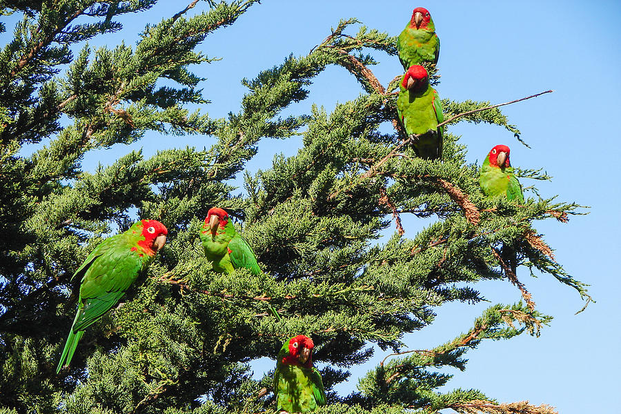 Flock Of Parrots Photograph by Richard Balison Fine Art America