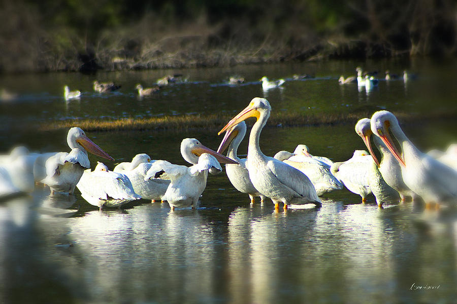 Flock of Pelicans Photograph by Diana Haronis