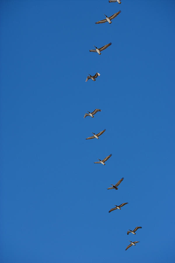 pelicans line