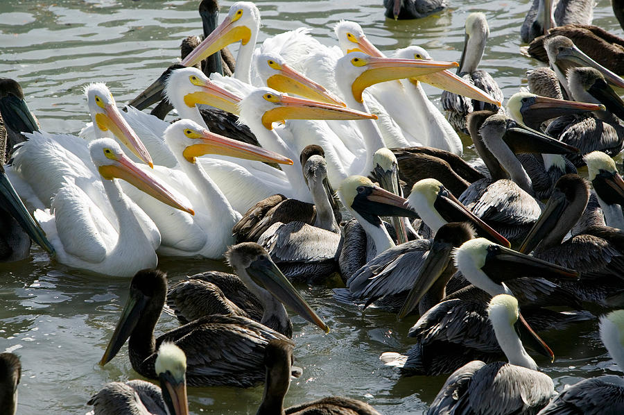 Pelican Photograph - Flock Of Pelicans In Water, Galveston by Panoramic Images