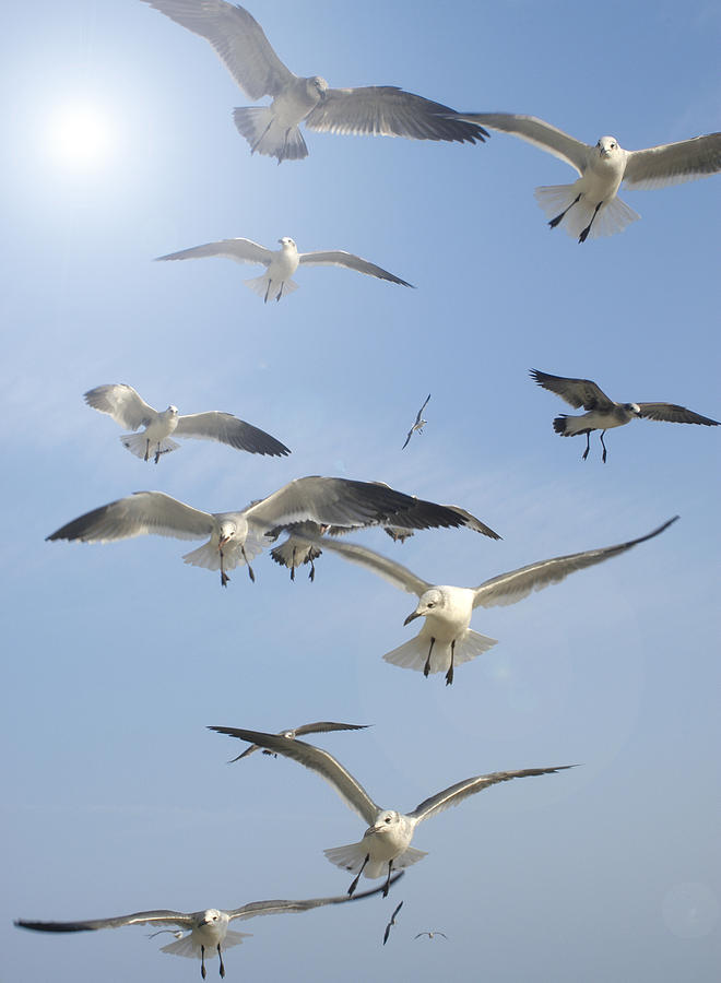 Flock of Sea Gulls Photograph by Jackie Lambert - Fine Art America