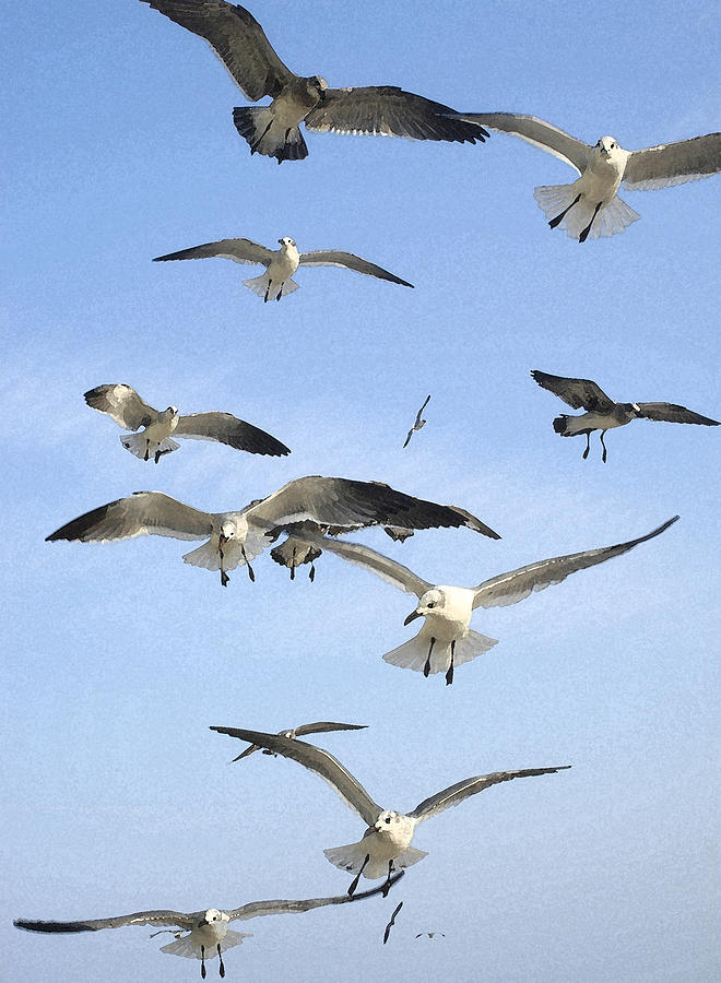 Flock of Watercolor gulls Photograph by Jackie Lambert - Fine Art America