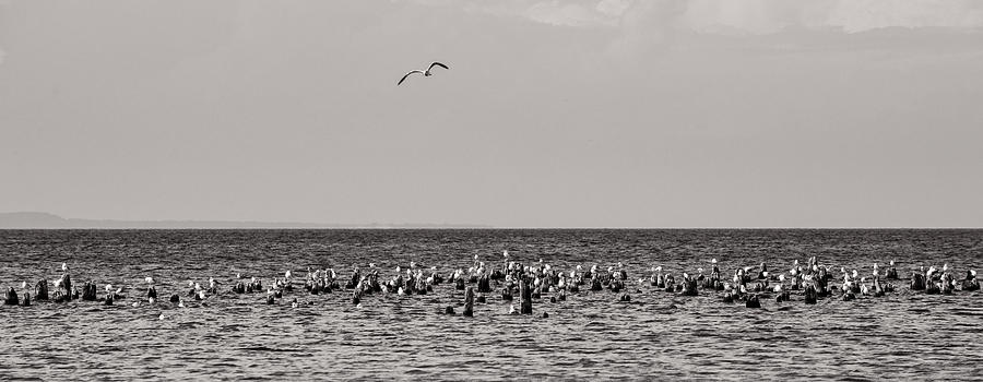 Bird Photograph - Flock of Seagulls in Black and White by Sebastian Musial