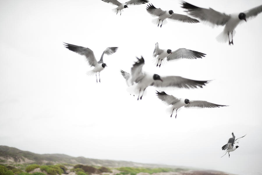 Flock Of Seagulls Photograph by Olga Melhiser Photography Flock Of Seagulls Photograph by Olga Melhiser Photography