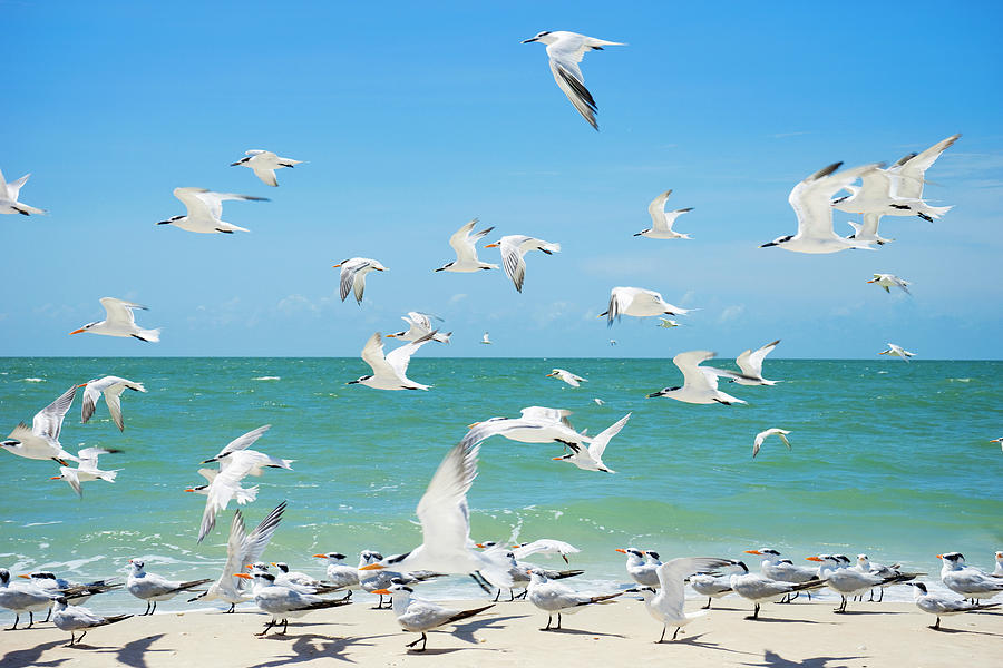 Flock Of Seagulls On The Beach Photograph by Leslie Parrott - Fine Art ...