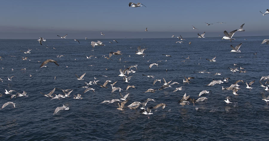 Flock Of Seagulls Out At Sea Photograph by Scott Lenhart - Fine Art America