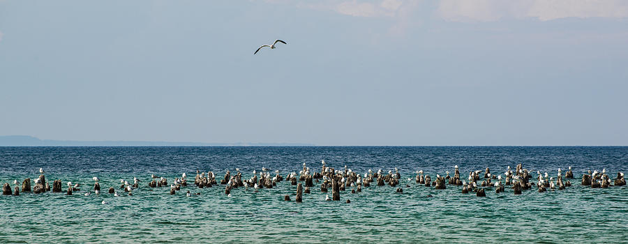 Bird Photograph - Flock of Seagulls by Sebastian Musial