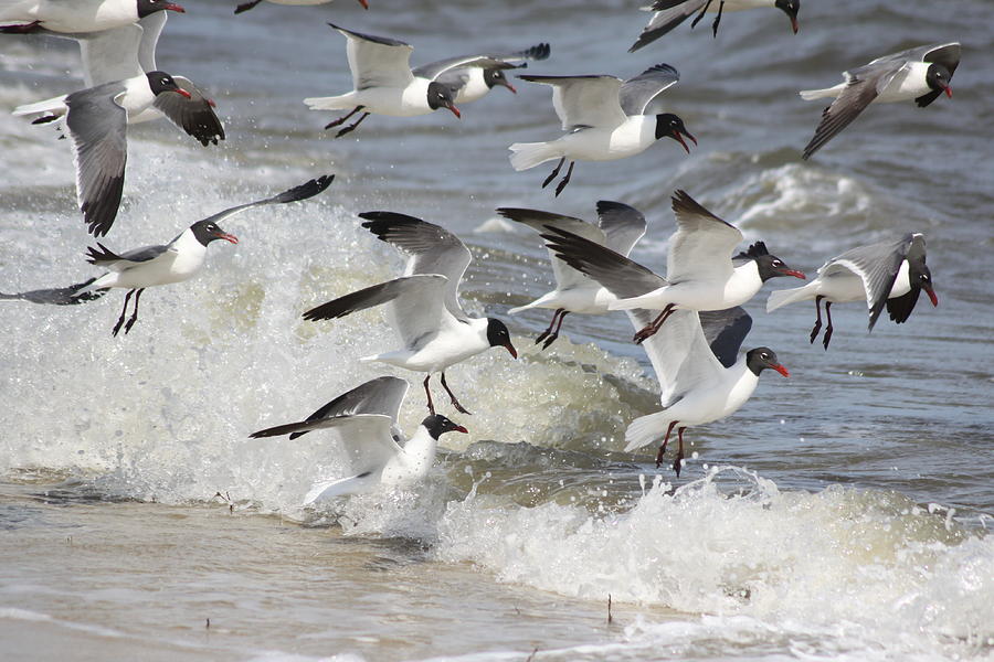 flocks of seagull