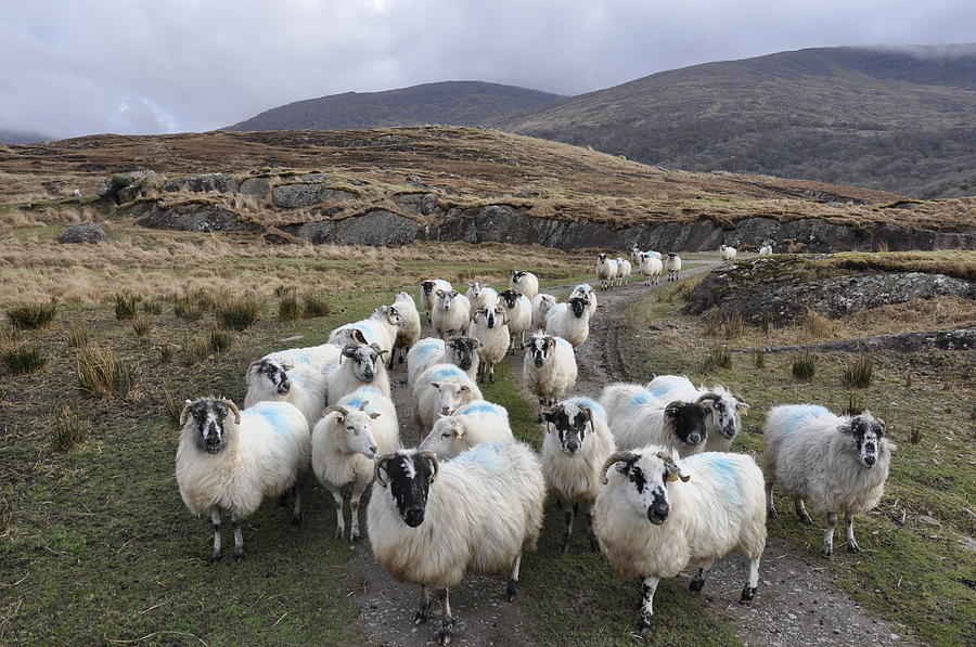Flock Of Sheep Following Each Other Photograph by Wild Orchid Images