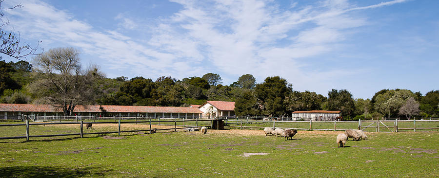 Architecture Photograph - Flock Of Sheep Grazing In A Farm by Panoramic Images