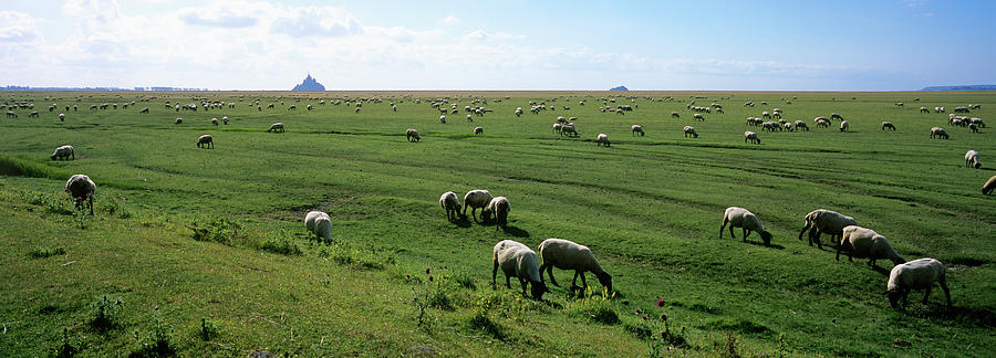 Sheep Photograph - Flock Of Sheep Grazing In A Field, Mont by Animal Images
