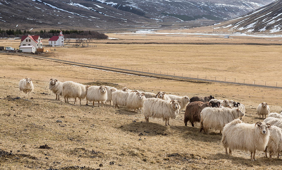 Sheep Photograph - Flock Of Sheep, Iceland by Panoramic Images