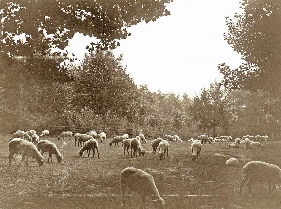 Flock Of Sheep In A Meadow Drawing by Artokoloro - Fine Art America