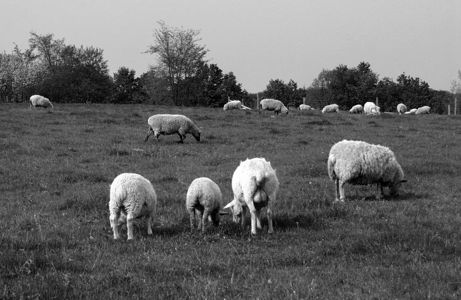 Flock of Sheep Photograph by Jim Vance