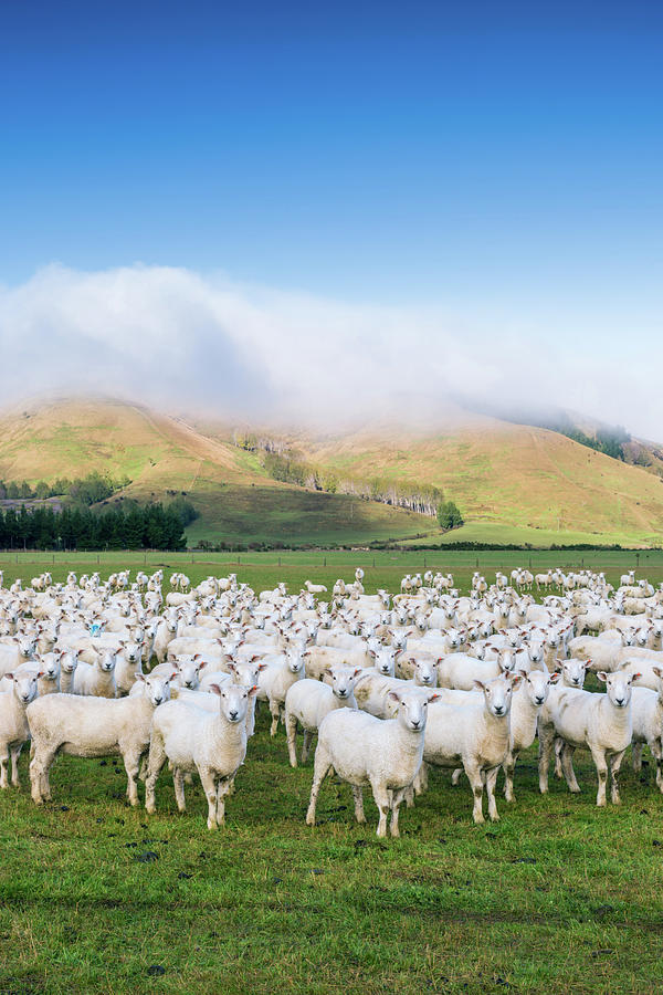 Flock Of Sheep Looking, In A Pasture Photograph by Matteo Colombo