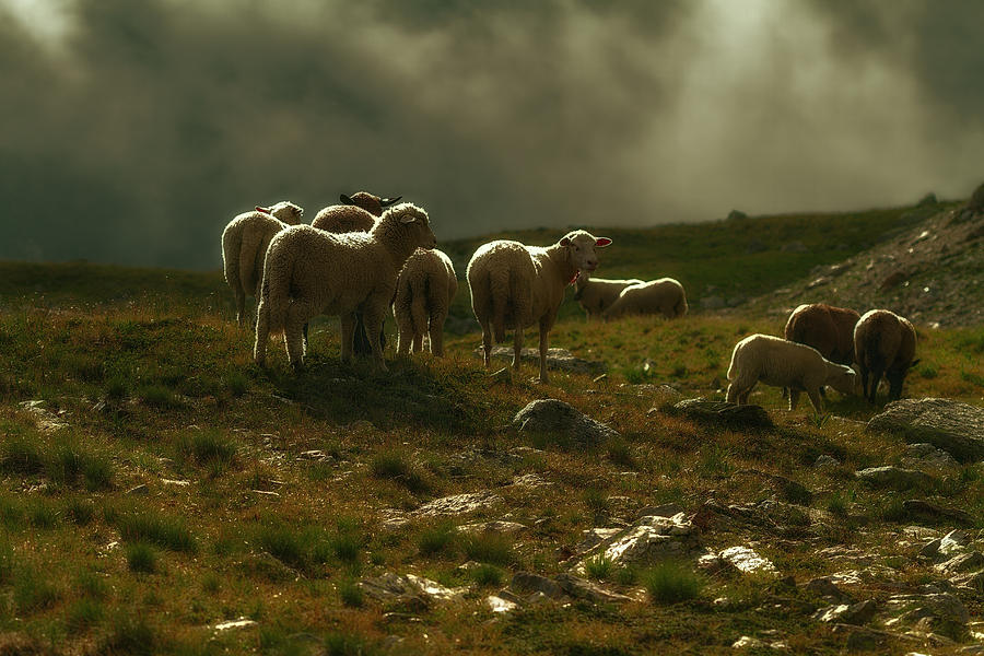 Flock of sheep Photograph by Roberto Pagani