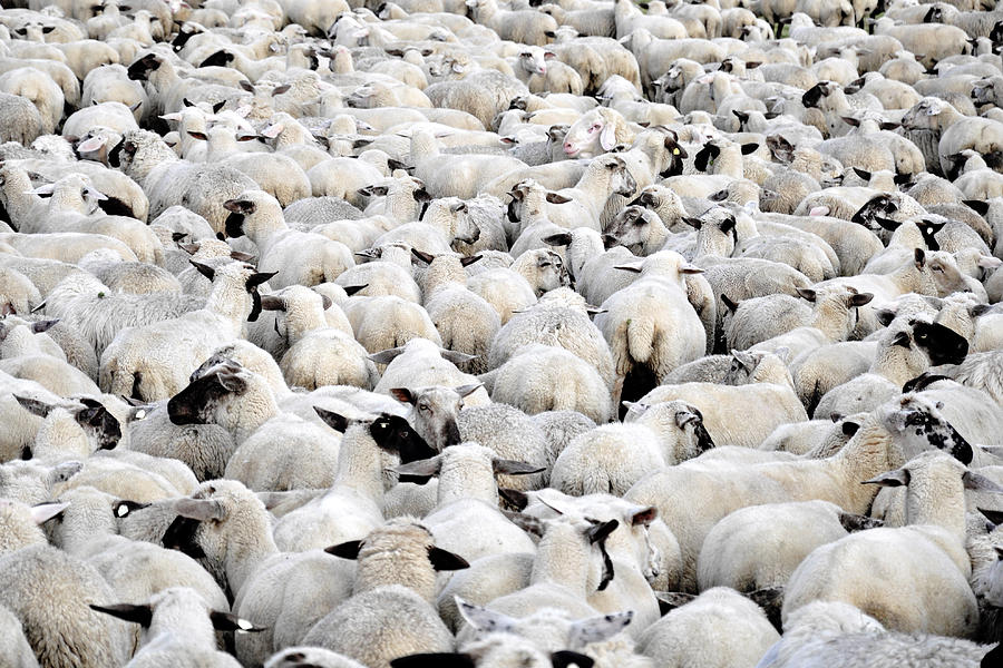 Flock of sheep standing Photograph by Woldt