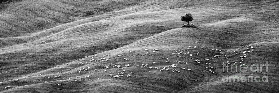 Flock of sheep - Tuscany Photograph by Matteo Colombo