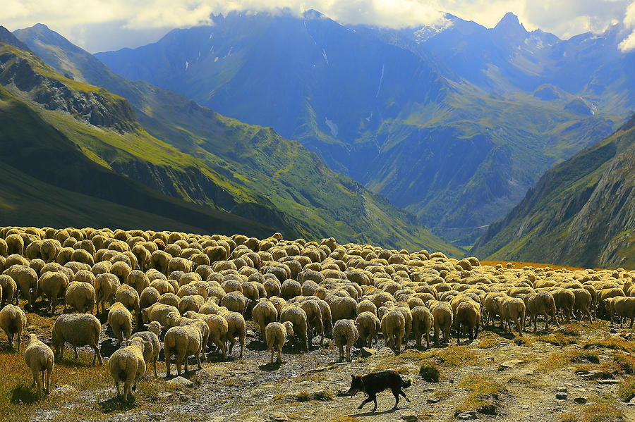 Flock of sheeps herds going down Aosta valley, Mont Blanc Photograph by Agustavop