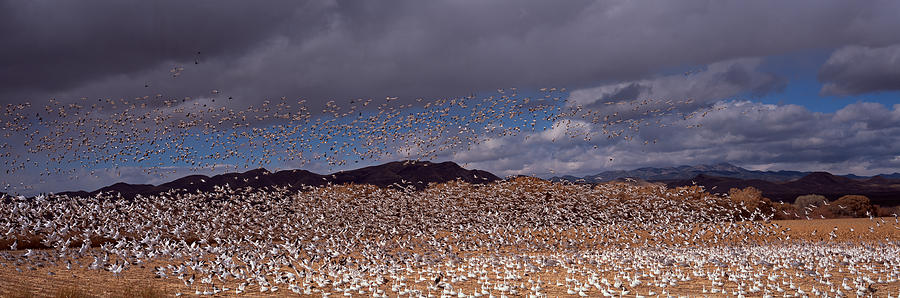 Goose Photograph - Flock Of Snow Geese Chen Caerulescens by Panoramic Images