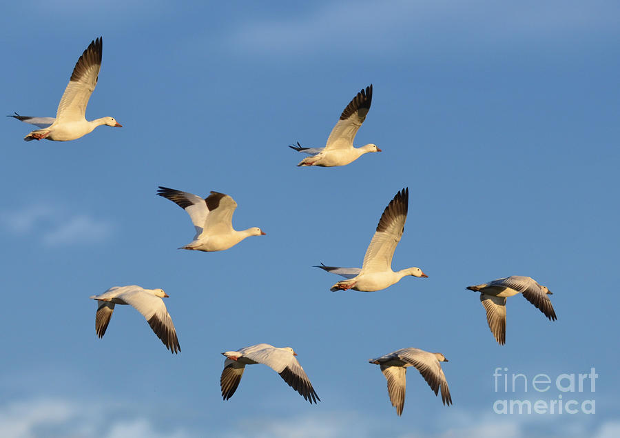 Flock Of Snow Geese Photograph by Kathy Baccari