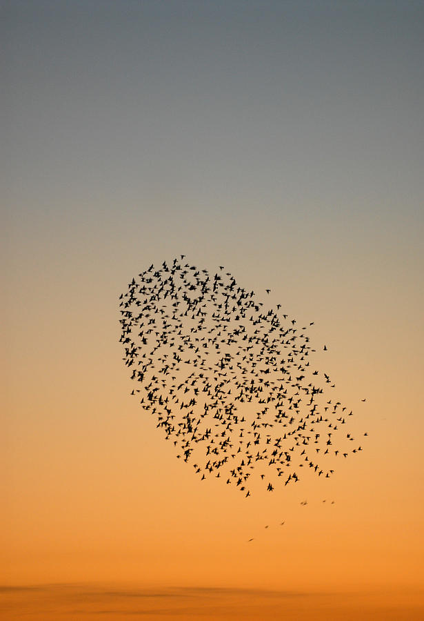 Flock of starlings. Photograph by Lovattpics