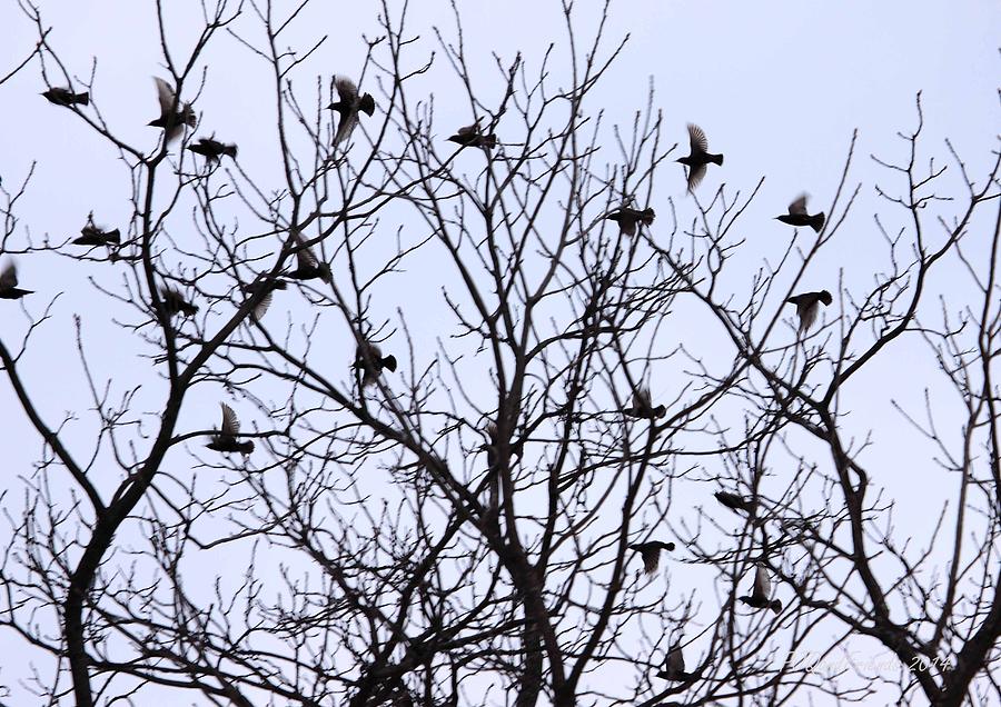 Flock of Starlings Photograph by PJQandFriends Photography