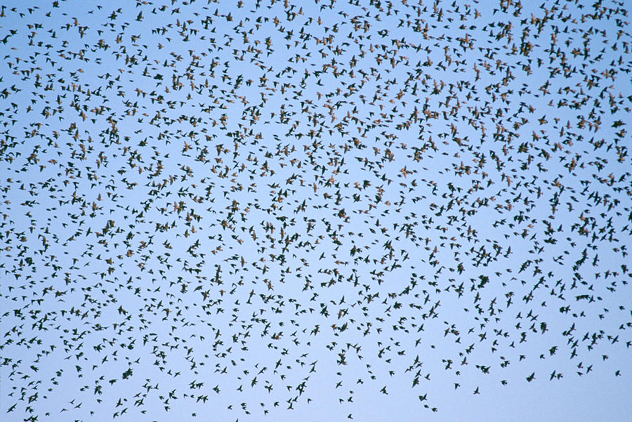 Flock Of Starlings Photograph by Richard Hansen