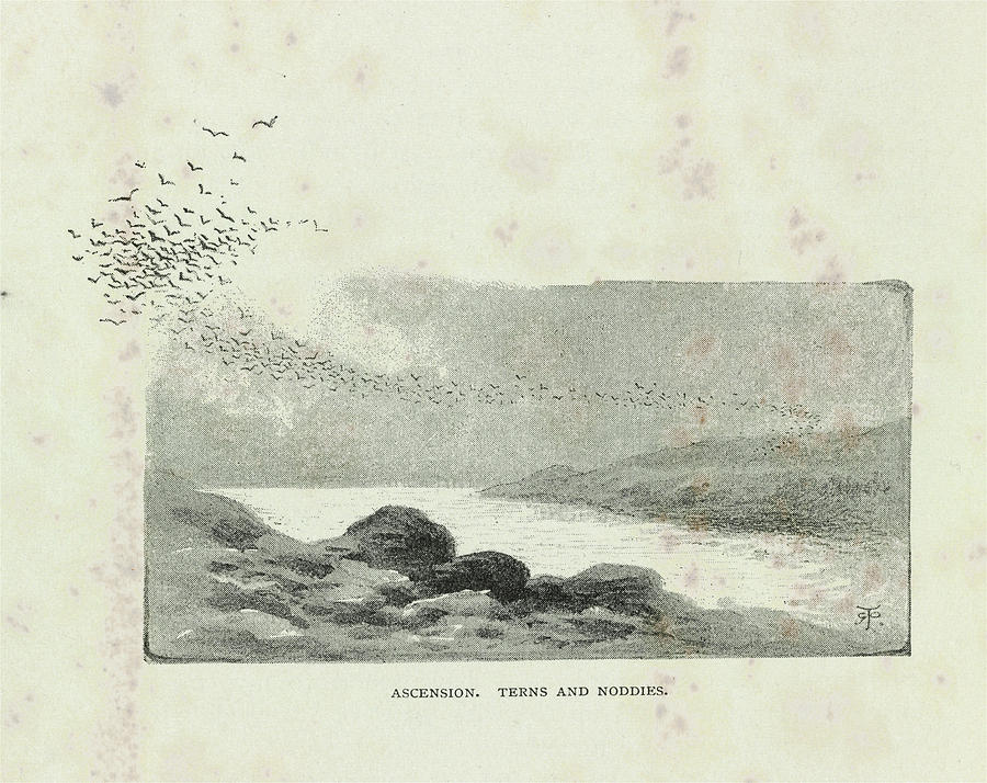 Flock Of Terns And Noddies Photograph by Natural History Museum, London/science Photo Library
