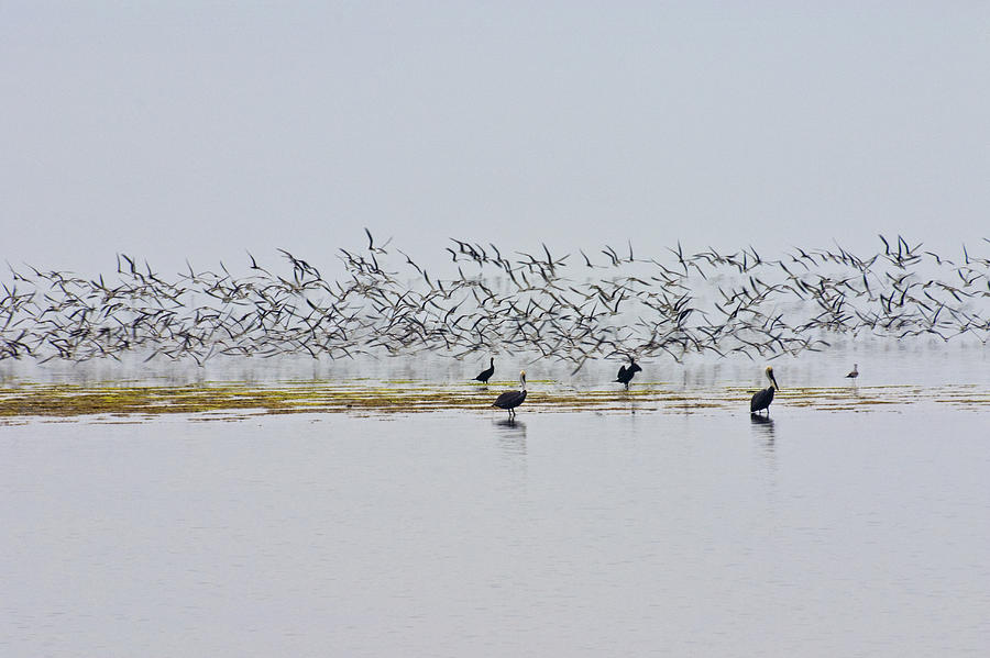 Flock of Terns and Pelicans in the Florida Bay off the Everglades Photograph by Randall Nyhof