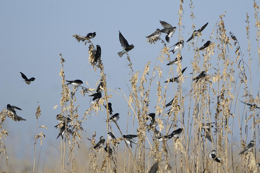 Flock of Tree Swallows on Sea Oats Photograph by Bradford Martin