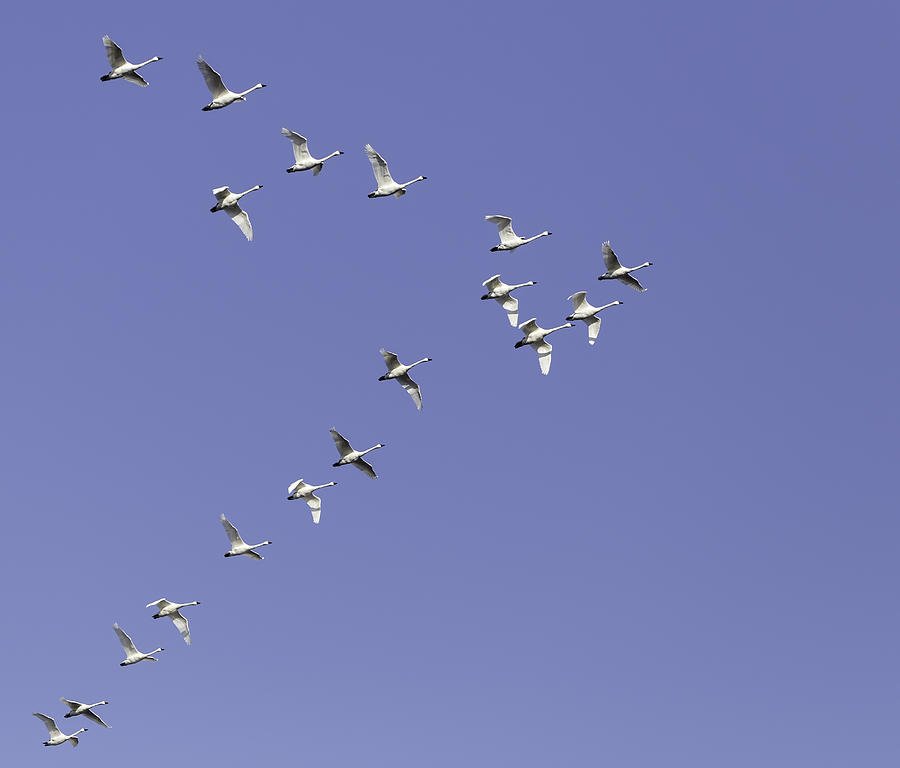 Flock Of Tundra Swans In Flight Photograph by Thomas Young