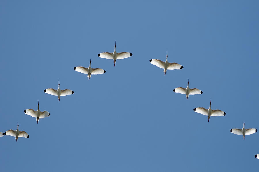 Flock of White Ibis Photograph by Bradford Martin