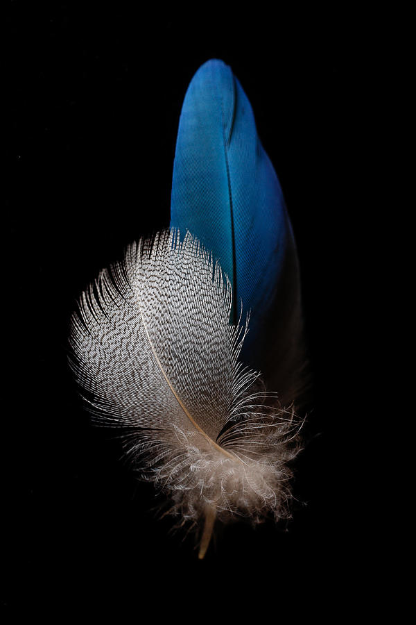 Feather Photograph - Flock Together by John Fotheringham