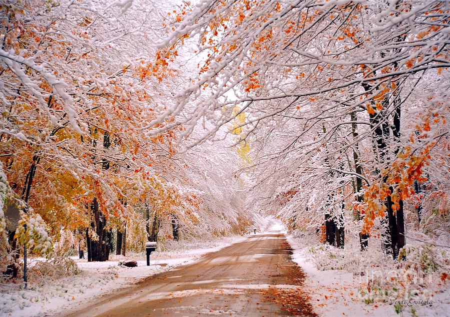 Snow in Autumn 3 Photograph by Terri Gostola