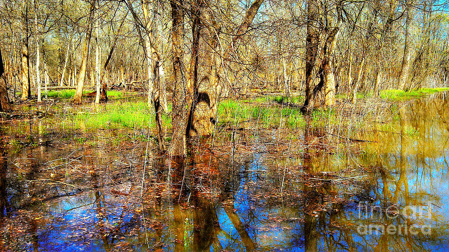 Flood Beauty   Photograph by Peggy Franz