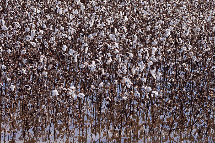 Flooded Cotton Fields Photograph by Kathy Clark