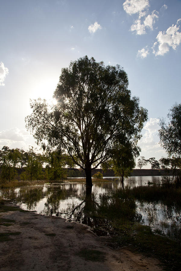 Flooded Gum Photograph by Carole Hinding