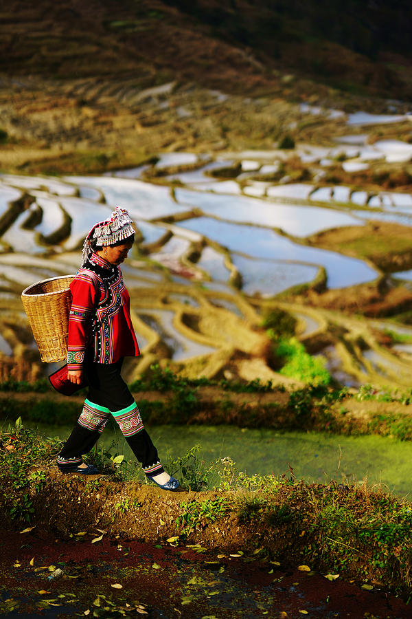 Flooded rice fields in South China Photograph by Redtea