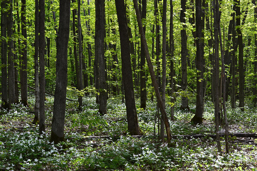 Floor of Trilliums  Photograph by Lyle Crump