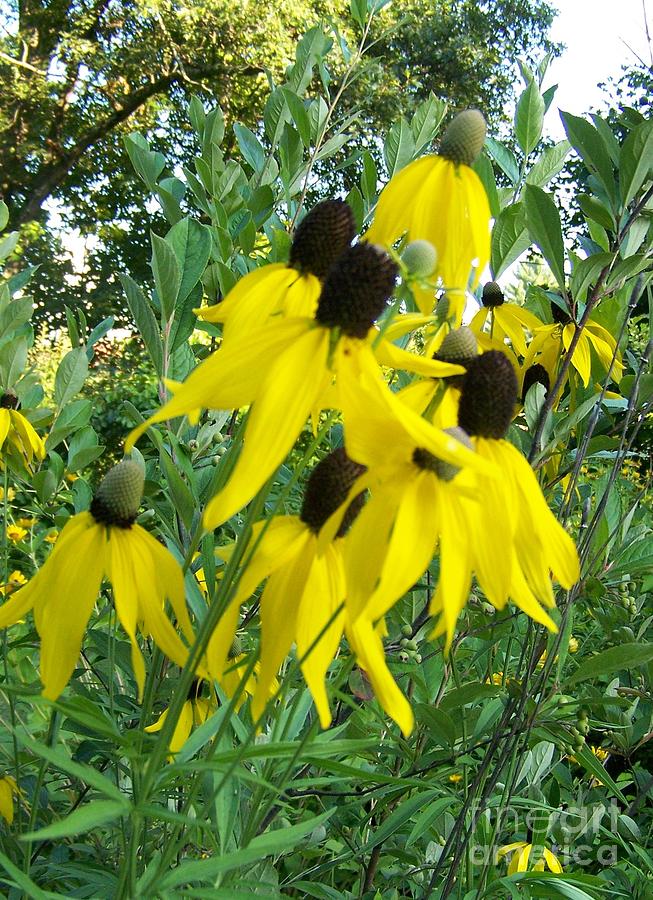 Floppy Susans Photograph by Helene Guertin - Fine Art America