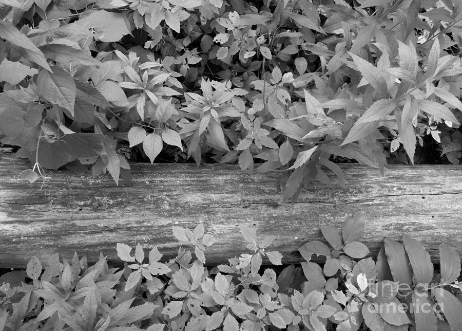 Forest Floor Photograph - Flora by Agata Wisniowska Forest Floor Photograph - Flora by Agata Wisniowska