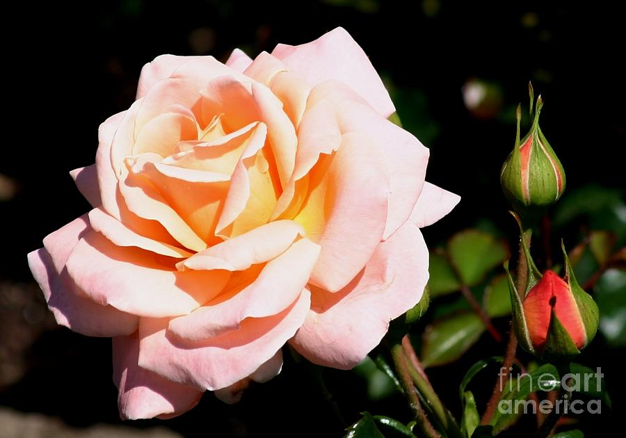 Flora Danica rose Photograph by Susanne Baumann