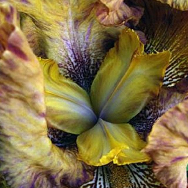 Flora, Iris Detail #nofilter Photograph by Brad Starks