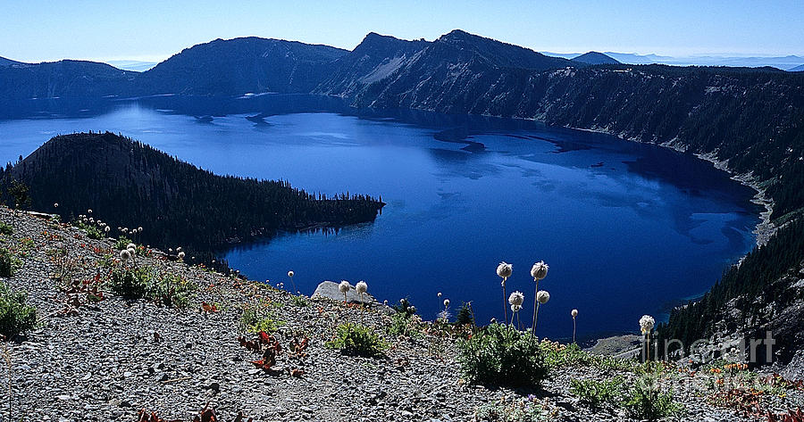 Flora of Crater Lake Photograph by Sharon Elliott