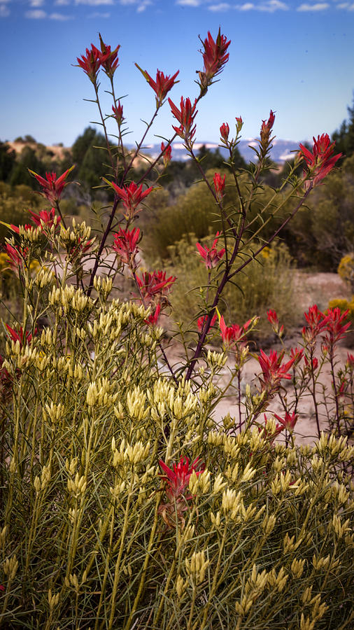 Flora on The Escalante Stair Case National Monument Photograph by Gary Warnimont
