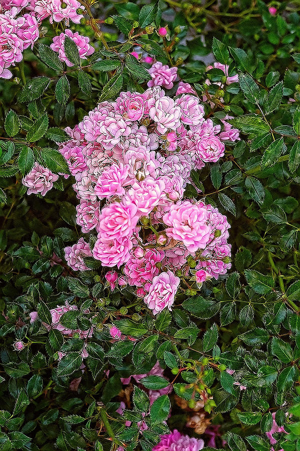 Florabunda Pink Roses Photograph by Linda Phelps