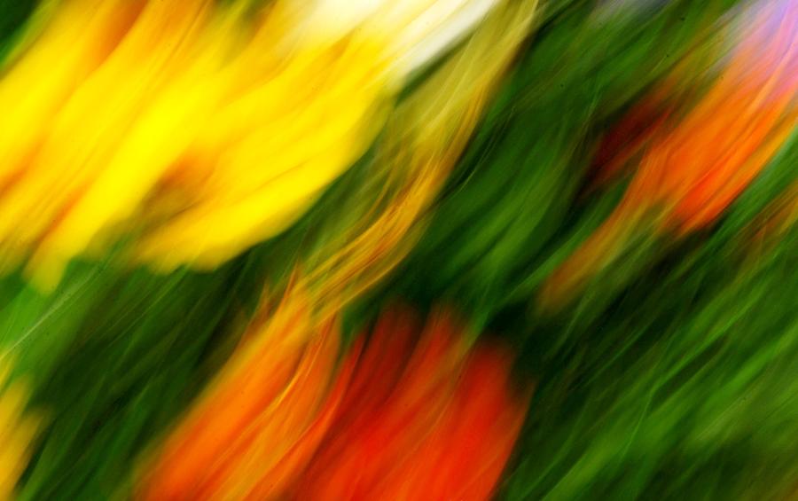 Floral Abstract 1 Photograph by Diana Angstadt